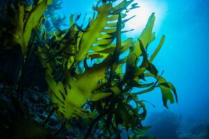 Soin: Enveloppement aromatique aux algues